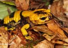 Salamandra