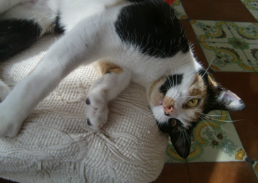 cleo
