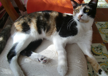 cleo