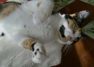 cleo